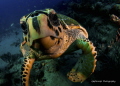   Hawksbill Turtle Checking Its Facial Reflection dome port my Nauticam NA550D Housing. NA-550D NA 550D Housing  